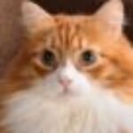 Profile photo of Snoop