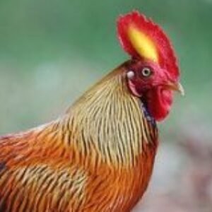 Profile photo of Male