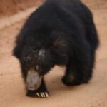 Profile photo of Black_dick