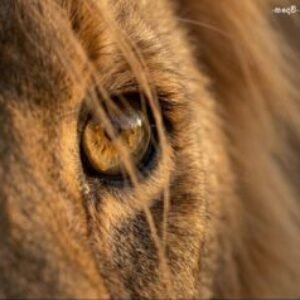 Profile photo of Gayan35