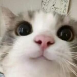 Profile photo of Shaan