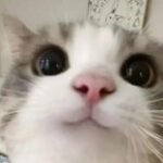 Profile photo of Shaan