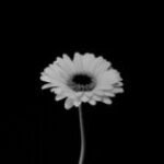 Profile photo of Cody_69