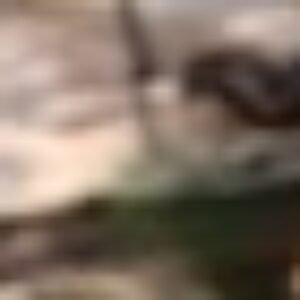 Profile photo of Isara