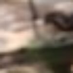 Profile photo of Isara