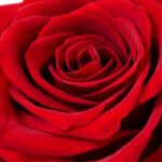 Profile photo of markisgeek