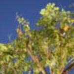 Profile photo of Nad bhathiya