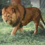 Profile photo of Walattaya