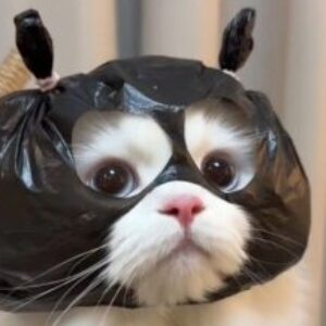 Profile photo of Sanka