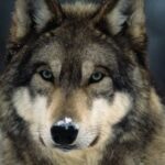 Profile photo of Sujan