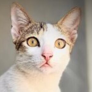 Profile photo of Lalith