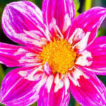 Profile photo of Chamuu Senaviratne