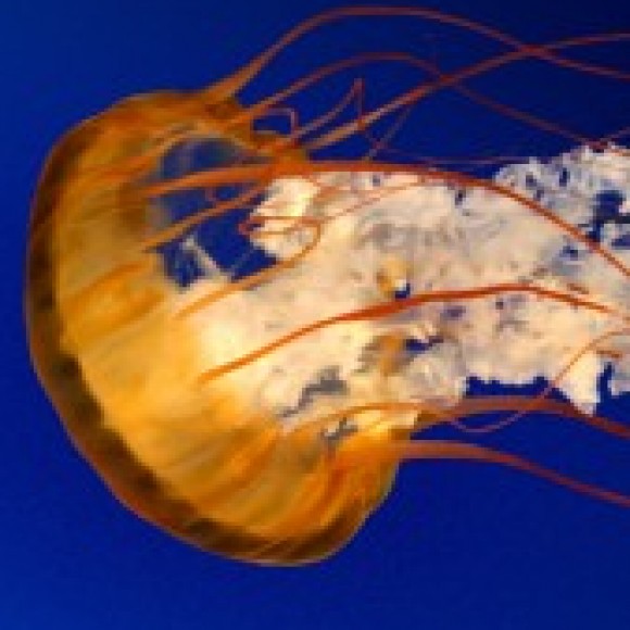 Profile photo of pani