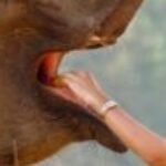 Profile photo of shamika