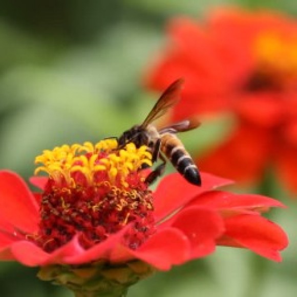 Profile photo of Silki Sumana