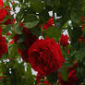 Profile photo of Nilmini