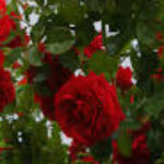 Profile photo of Nilmini