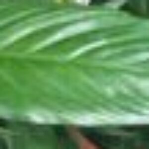 Profile photo of Amandani