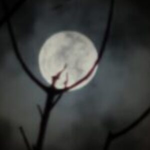 Profile photo of 21M_Bi_Bottom