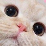 Profile photo of Hazi