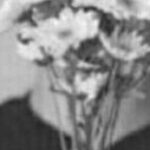 Profile photo of bull__