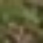 Profile photo of Gayan