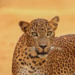 Profile photo of Rahul