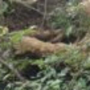 Profile photo of waku