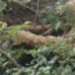 Profile photo of waku