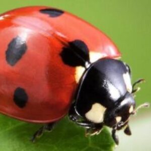 Profile photo of Ladybird