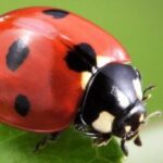Profile photo of Ladybird