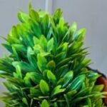 Profile photo of dichchu