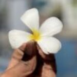 Profile photo of Dewmina