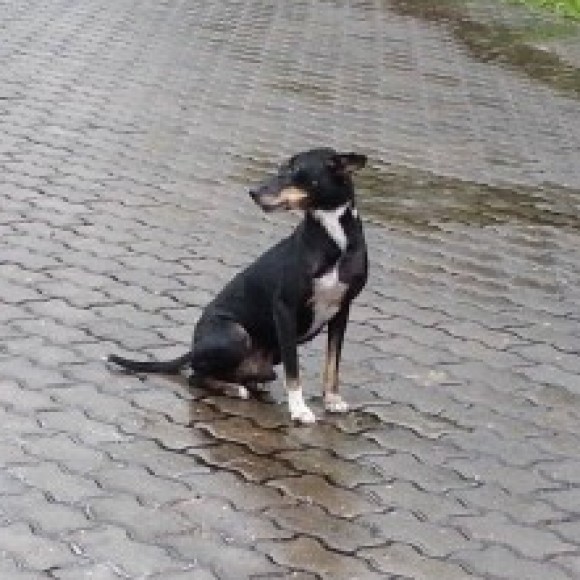 Profile photo of dias