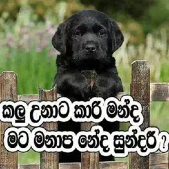 Profile photo of sansaracharika