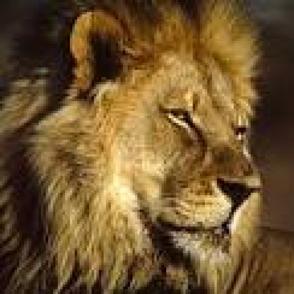 Profile picture of vijayasankar