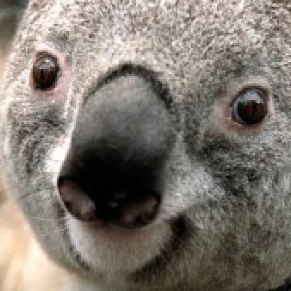 Profile photo of sumeda