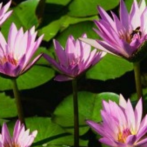 Profile picture of Ange Paul