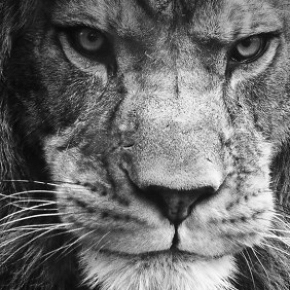 Profile picture of Viraj