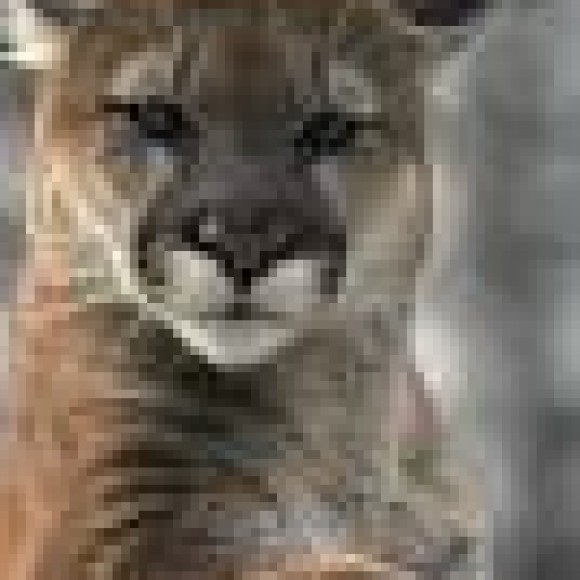 Profile picture of kelum