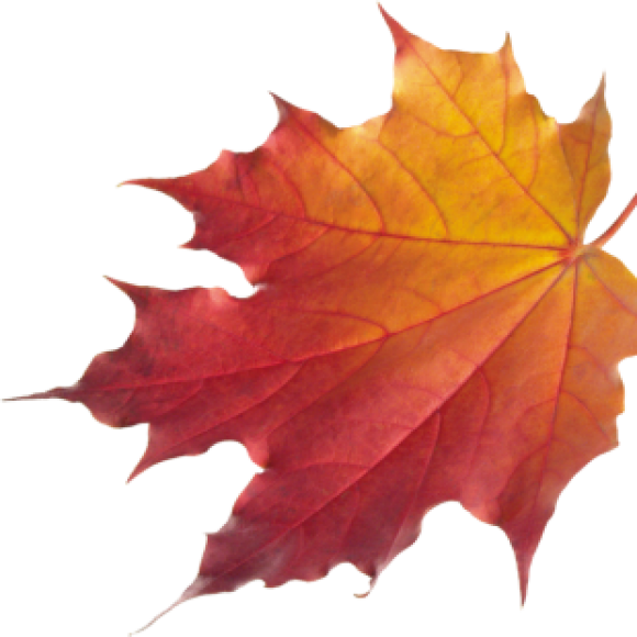 Profile photo of gayan