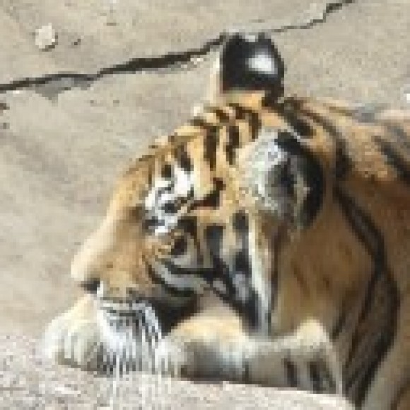 Profile photo of Dumal Fernando