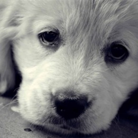 Profile photo of akila