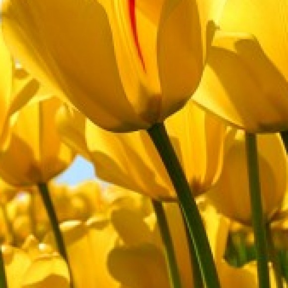 Profile photo of sajeemms