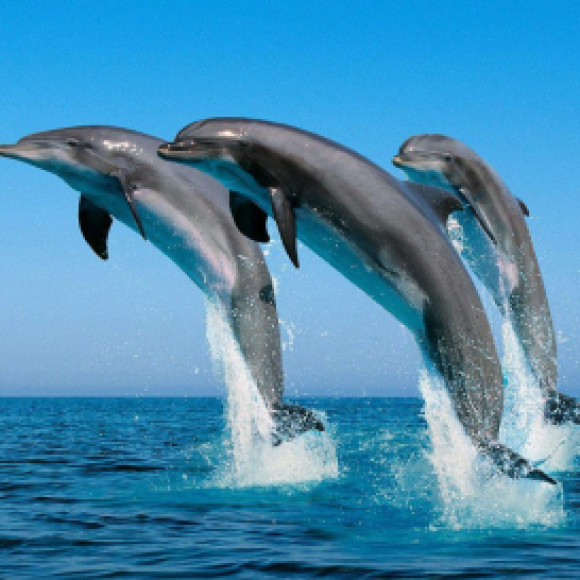 Profile photo of chamith rupasingha