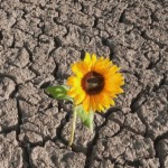 Profile photo of Kasun Nirosh