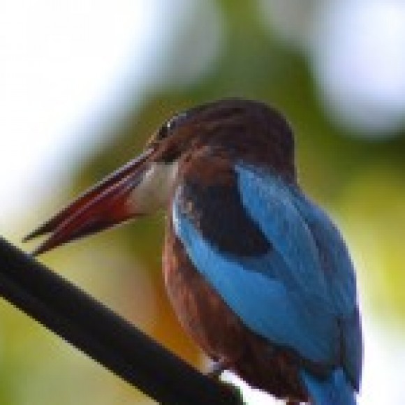 Profile photo of Roshan Kumburegama
