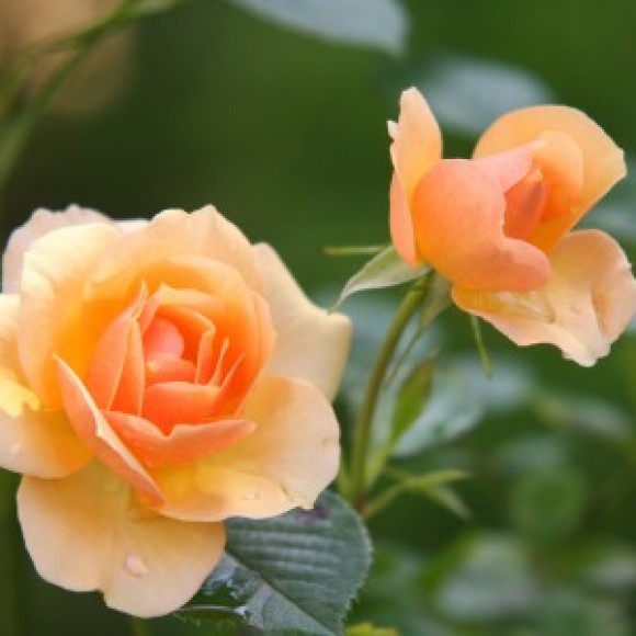 Profile picture of Surani Kodikara