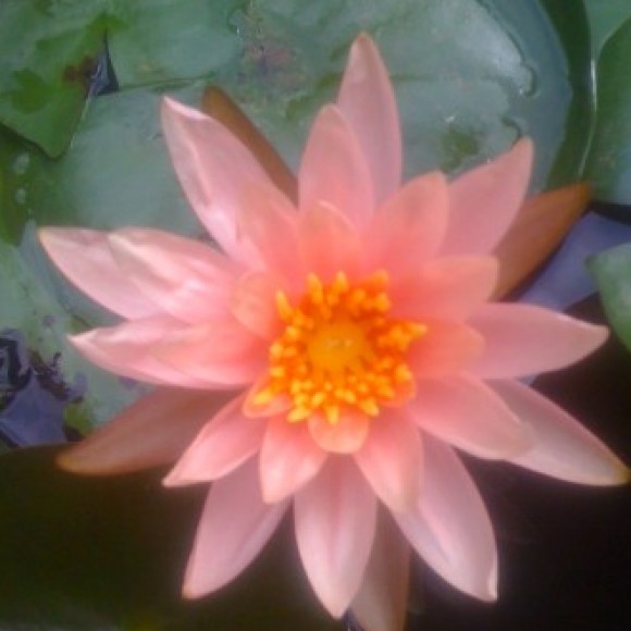 Profile picture of Nilanka Wickramasinghe