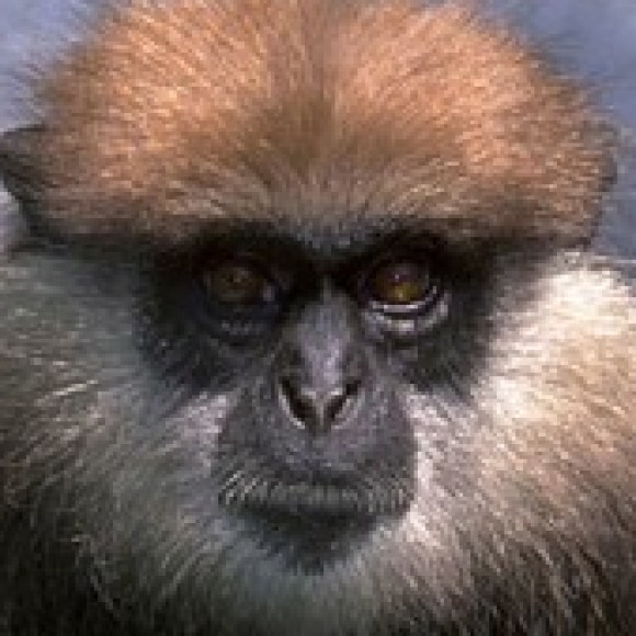 Profile photo of Ravi